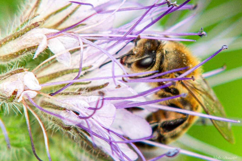 Azienda agricola con produzione di miele a Torino 